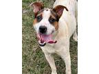 Adopt Sassy a American Staffordshire Terrier, Pit Bull Terrier