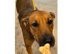 Adopt Cricket a Vizsla, Manchester Terrier