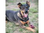 Adopt Clove a German Shepherd Dog, Doberman Pinscher