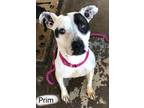 Adopt Prim a Pit Bull Terrier