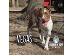 Adopt Vegas a Labrador Retriever, Staffordshire Bull Terrier