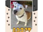 Adopt Nahla a American Staffordshire Terrier