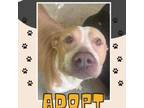 Adopt Lilly a American Staffordshire Terrier