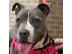 Adopt Jay a American Staffordshire Terrier, American Bully