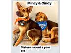 Adopt CINDY & MINDY -We can fly to you! a German Shepherd Dog, Collie