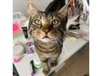 Adopt Epponnee Rae a Tabby