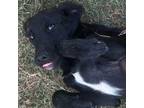 Adopt Harlie a Black Labrador Retriever