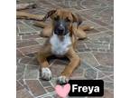 Adopt Freya a Shepherd, Labrador Retriever