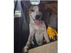 Adopt Abby a Jack Russell Terrier
