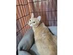 Adopt Oriane a British Shorthair, American Shorthair