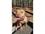 Adopt Luci a Pit Bull Terrier