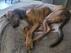 Adopt Wrigley a Great Dane, Greyhound