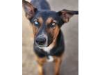 Adopt Bandit a Australian Kelpie