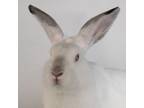 Adopt Starbright a Bunny Rabbit