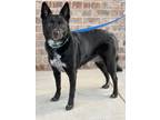 Adopt Raffie a Schipperke, Australian Cattle Dog / Blue Heeler