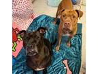 Adopt Babbs and Buster a Pit Bull Terrier