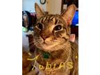 Adopt Tobias a Domestic Short Hair