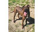 Adopt Fruit Loop a Mountain Cur, American Bully