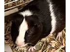 Adopt Seville a Guinea Pig