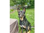 Adopt Mattis a German Shepherd Dog