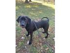 Adopt Bane a Black Labrador Retriever