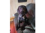 Adopt Pete a German Shorthaired Pointer