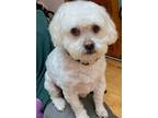 Adopt Chopin has been adopted! a Pekingese, Poodle