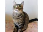 Adopt Rudy a Domestic Short Hair