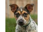 Adopt Bandit a Corgi, Australian Cattle Dog / Blue Heeler