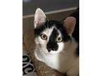 Adopt Manny a Domestic Short Hair