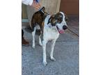Adopt GIOVE a English Pointer, Mixed Breed