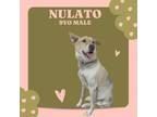 Adopt Nulato a Husky