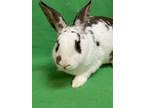 Adopt Lurch a Bunny Rabbit