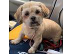 Adopt Berger a Shih Tzu