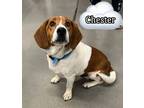 Adopt Chester a Beagle