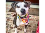 Adopt Forest a American Staffordshire Terrier, Terrier