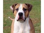 Adopt Spooky a American Staffordshire Terrier