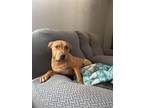 Adopt Louey a Mixed Breed