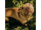 Adopt MOONSHINE a American Staffordshire Terrier