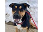 Adopt Wicket a Hound, Mixed Breed