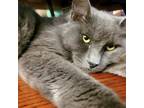 Adopt Smokey Le Floof a Russian Blue, Maine Coon
