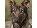 Adopt Jax a German Shepherd Dog, Belgian Shepherd / Malinois