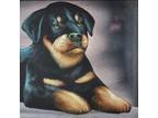 Vintage Velvet Painting Rottweiler Pup Puppy Dog Mid-Century 70s Mod Pop Culture