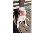 Adopt TOAD a Pit Bull Terrier
