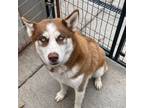 Adopt Copper a Husky