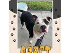 Adopt Chance a American Staffordshire Terrier