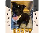 Adopt Tank a American Staffordshire Terrier