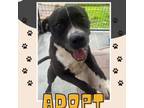 Adopt Turbo a American Staffordshire Terrier