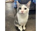 Adopt Buttons a Domestic Short Hair