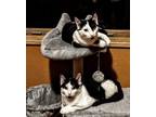 Adopt Ricky and Julian a Domestic Short Hair